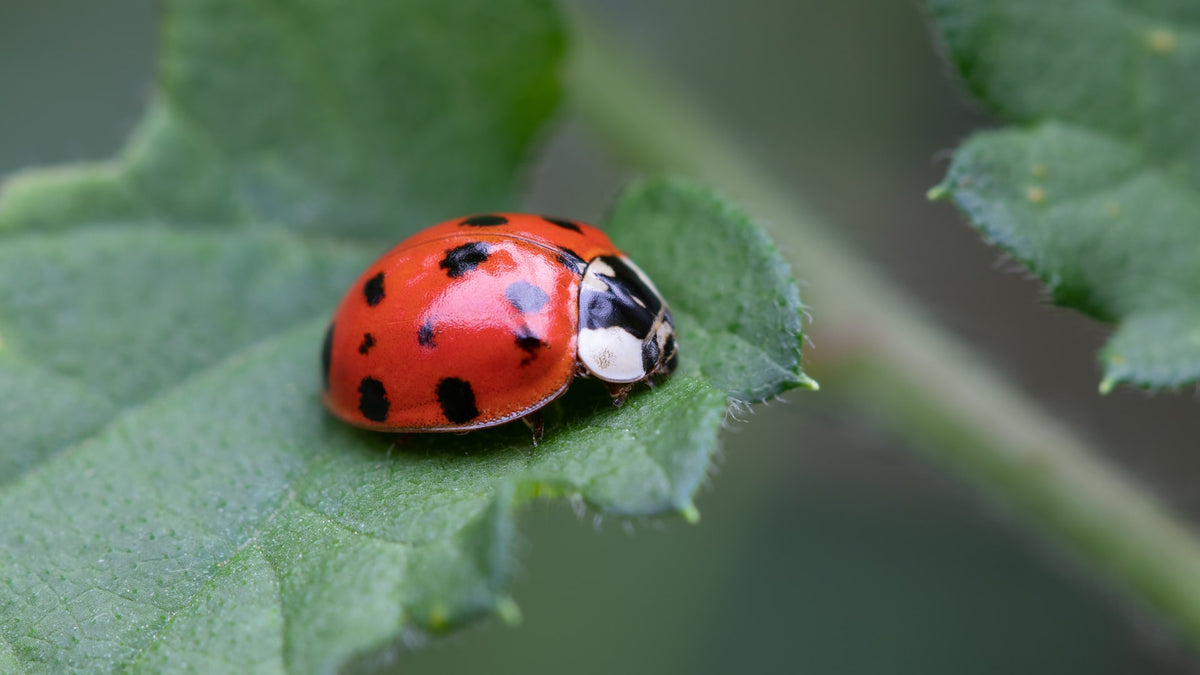 fun-facts-about-ladybirds-the-cute-and-colorful-beetles-gage-beasley